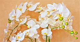 開院祝いの贈り物11選