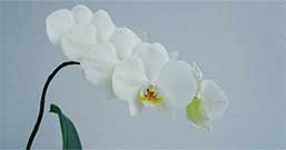 春の叙勲・褒章のお祝い