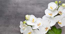 社名変更のお祝いギフト